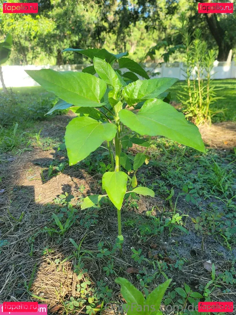 deealice Onlyfans Photo Gallery 