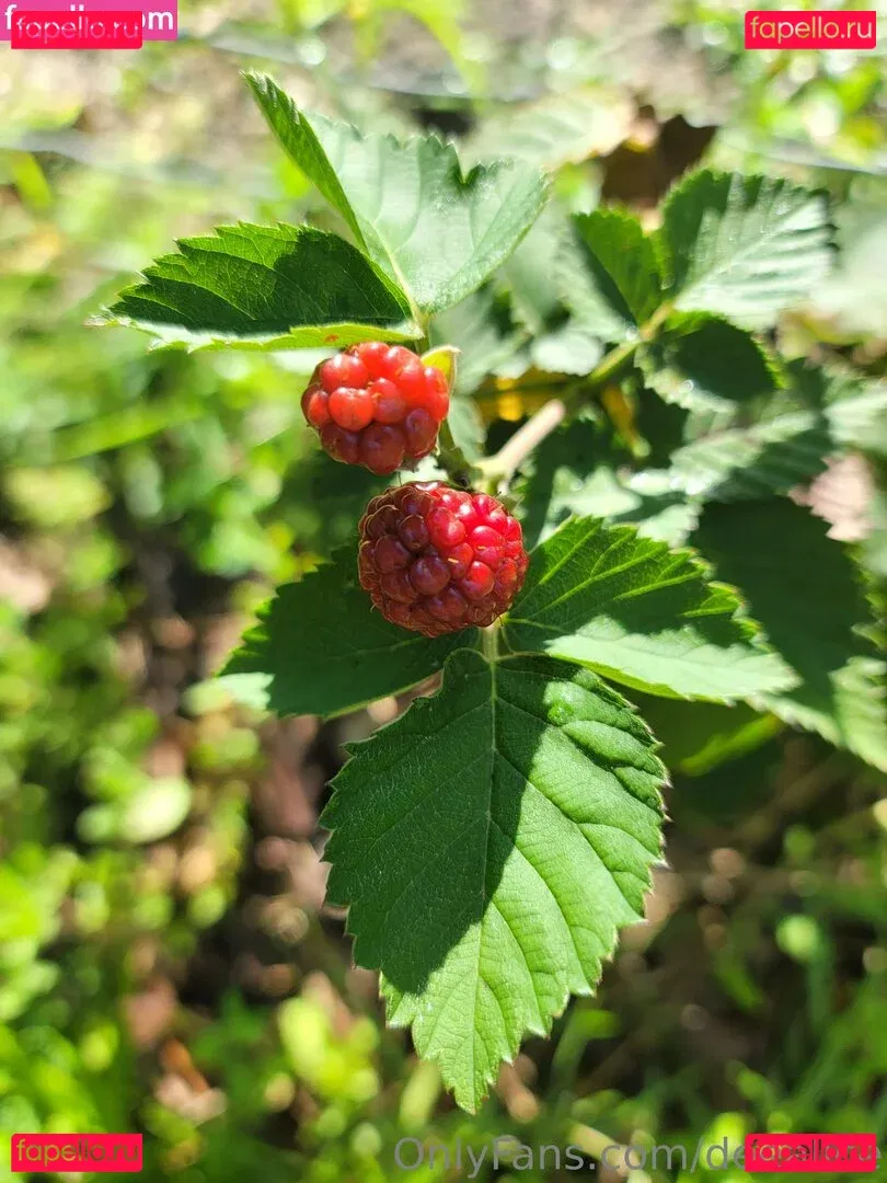 deealice Onlyfans Photo Gallery 