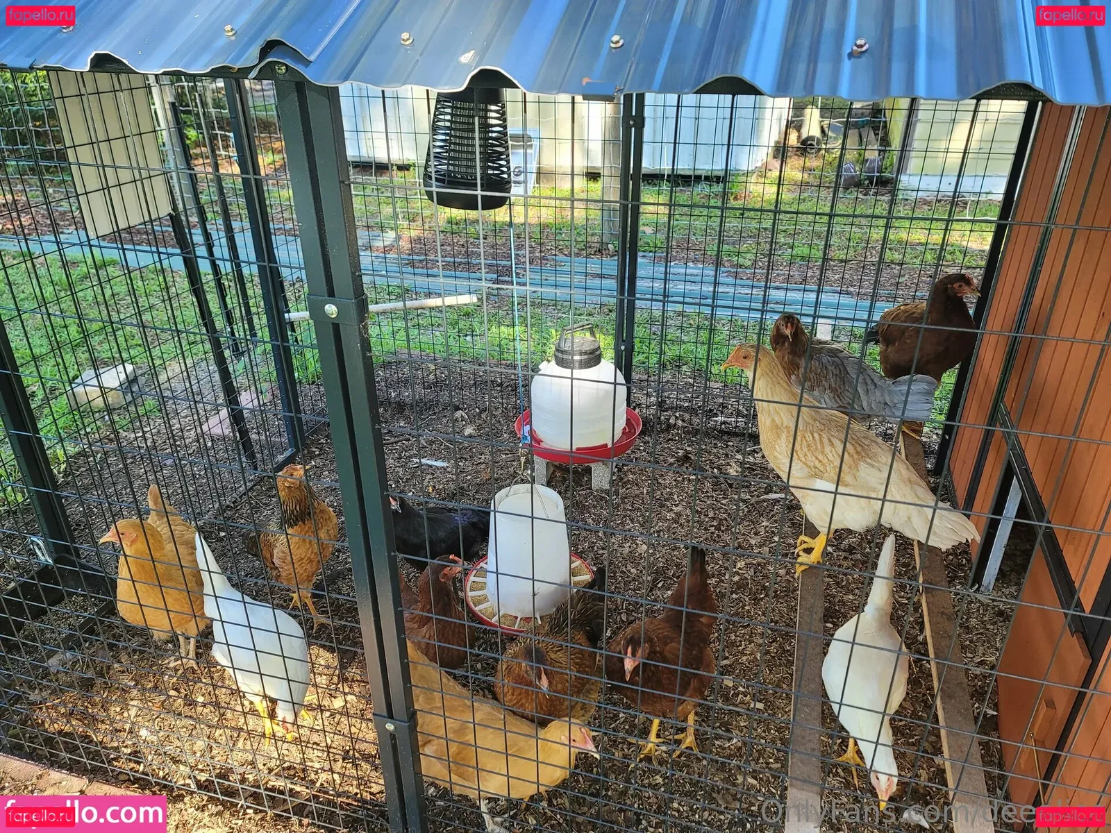 deealice Onlyfans Photo Gallery 