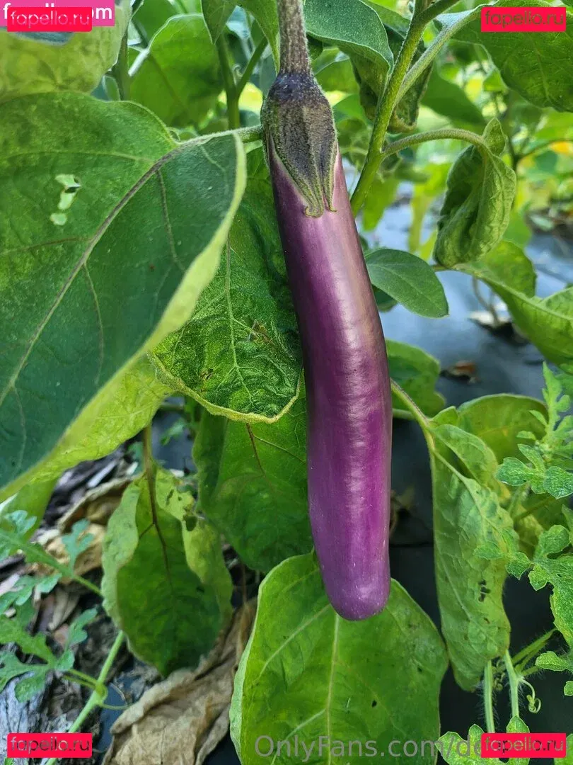 deealice Onlyfans Photo Gallery 