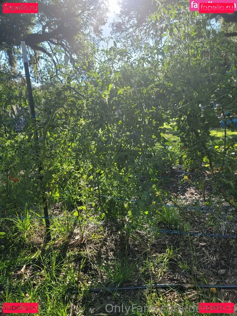 deealice Onlyfans Photo Gallery 