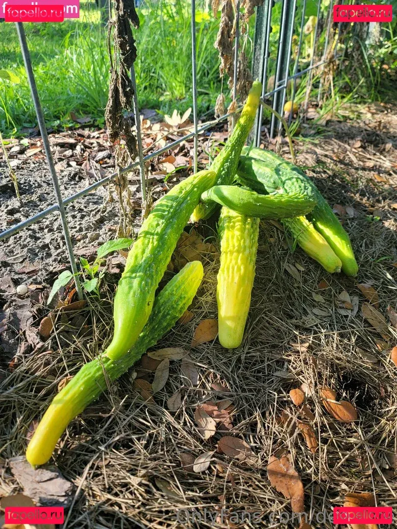 deealice Onlyfans Photo Gallery 