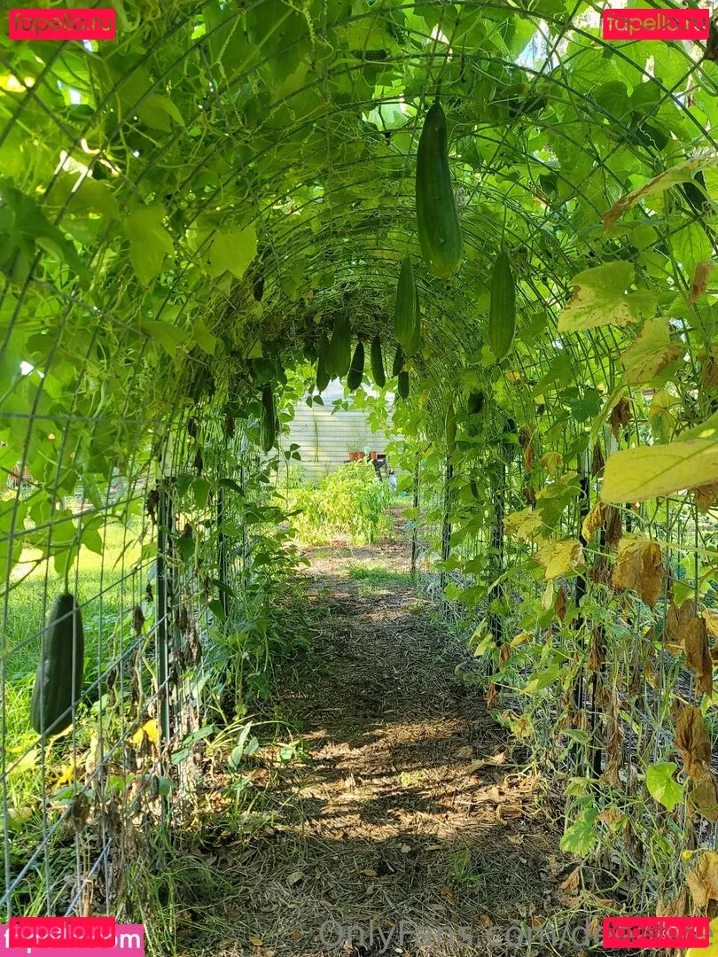 deealice Onlyfans Photo Gallery 