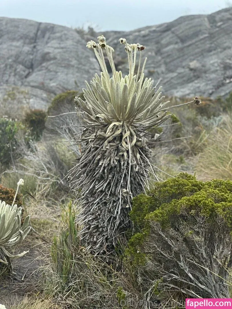 Juliana Tovar Onlyfans Photo Gallery 