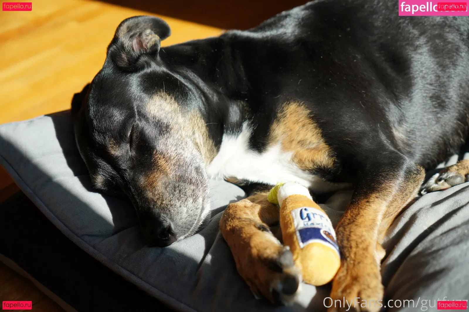 gutfuzz Onlyfans Photo Gallery 