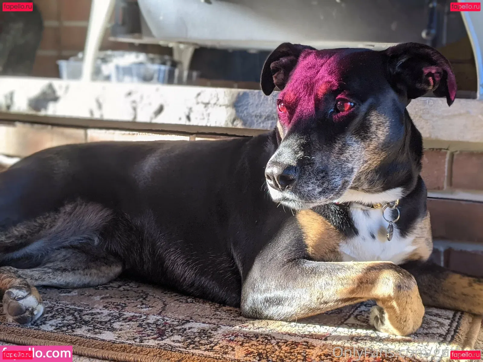 gutfuzz Onlyfans Photo Gallery 