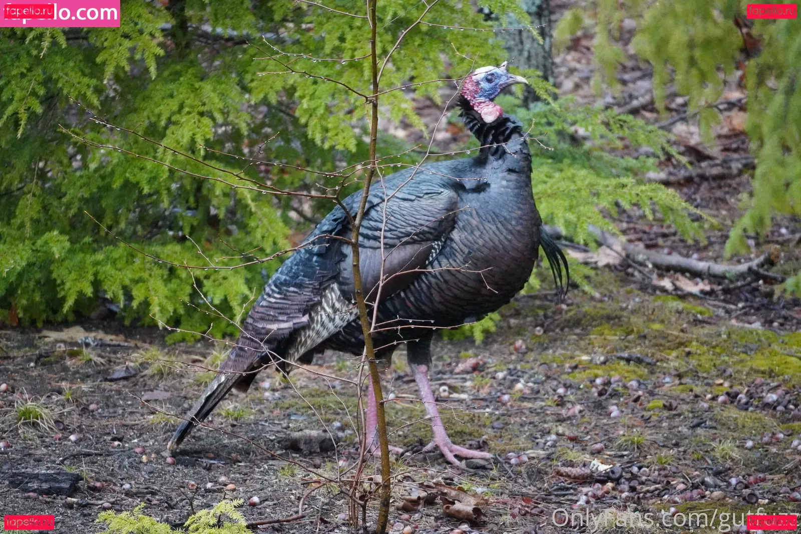 gutfuzz Onlyfans Photo Gallery 