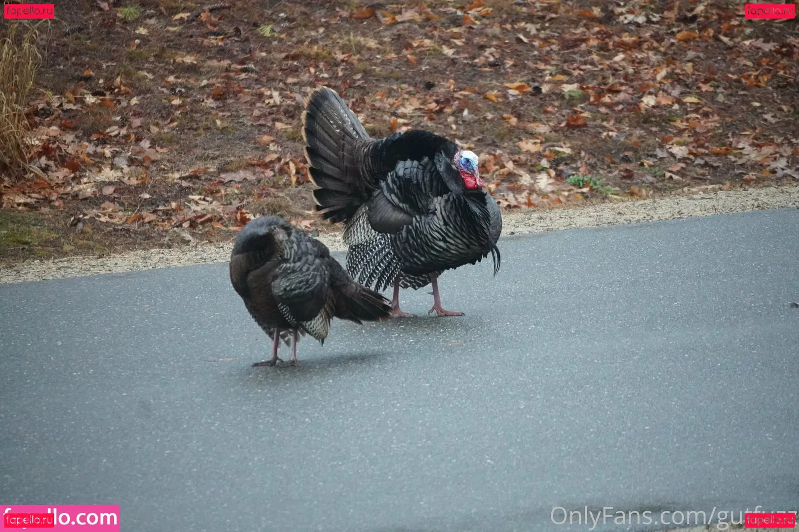 gutfuzz Onlyfans Photo Gallery 