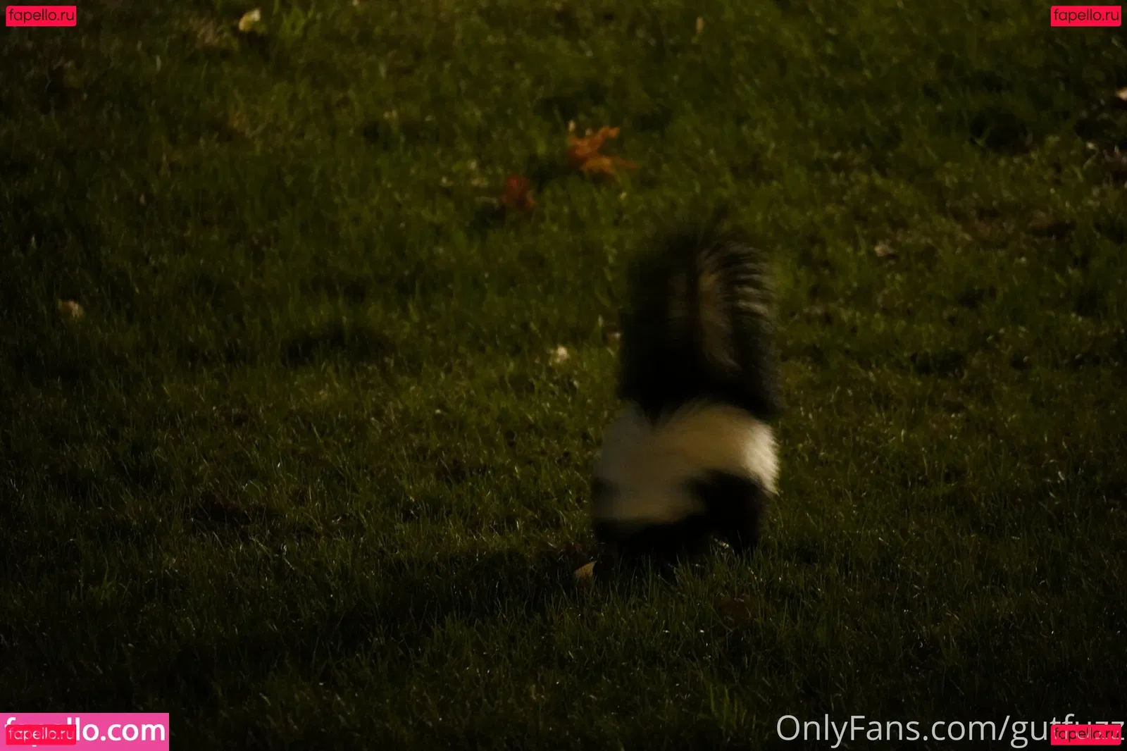 gutfuzz Onlyfans Photo Gallery 