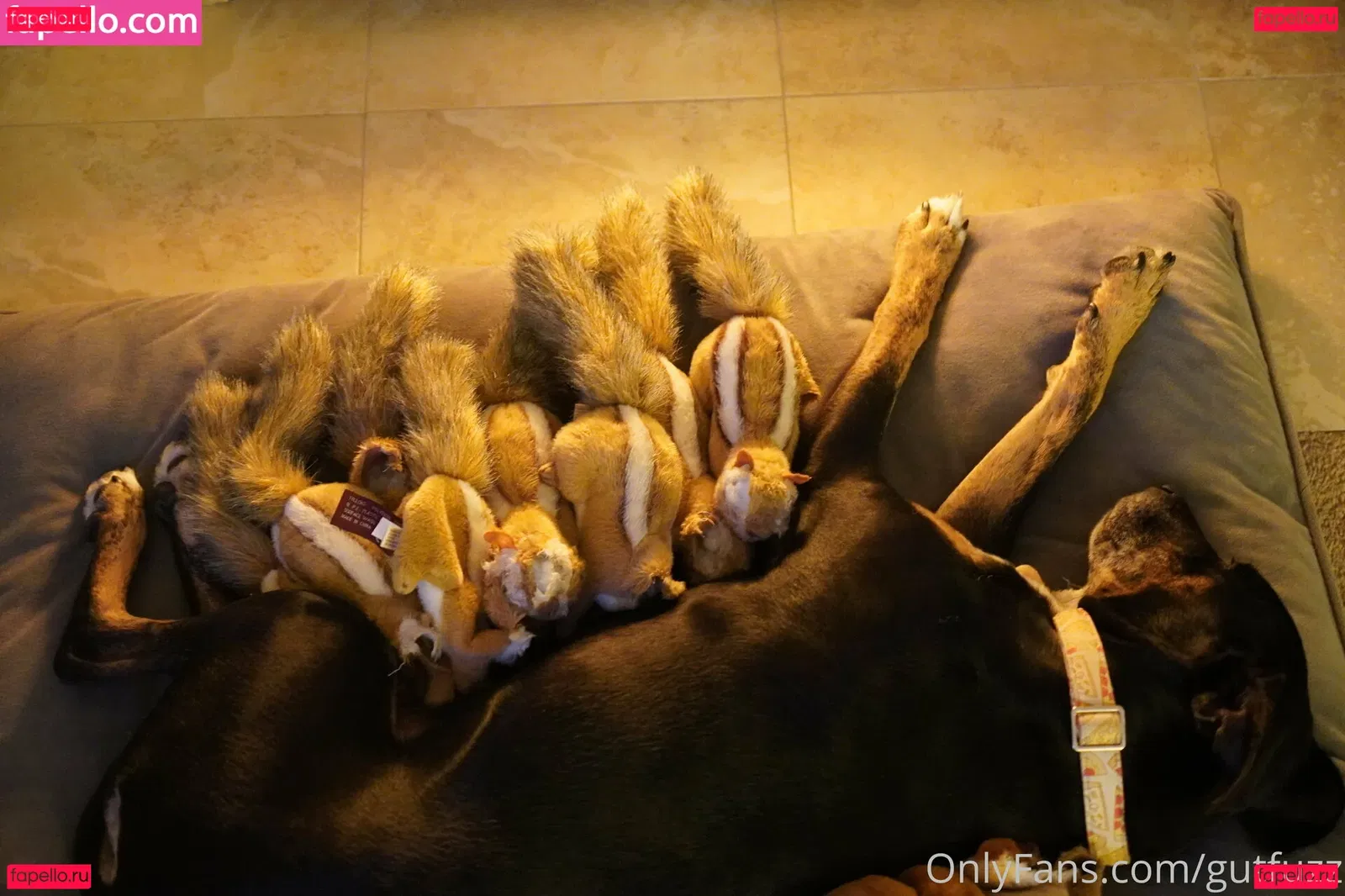 gutfuzz Onlyfans Photo Gallery 