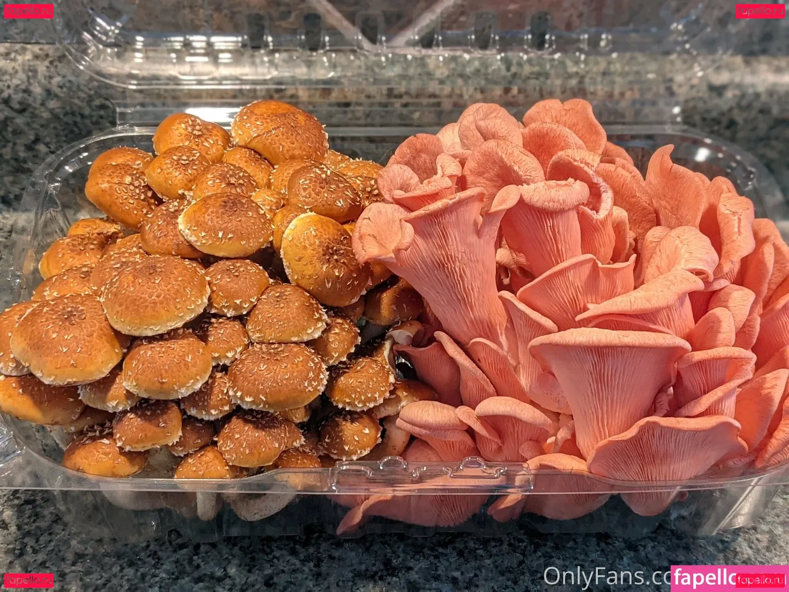 gutfuzz Onlyfans Photo Gallery 