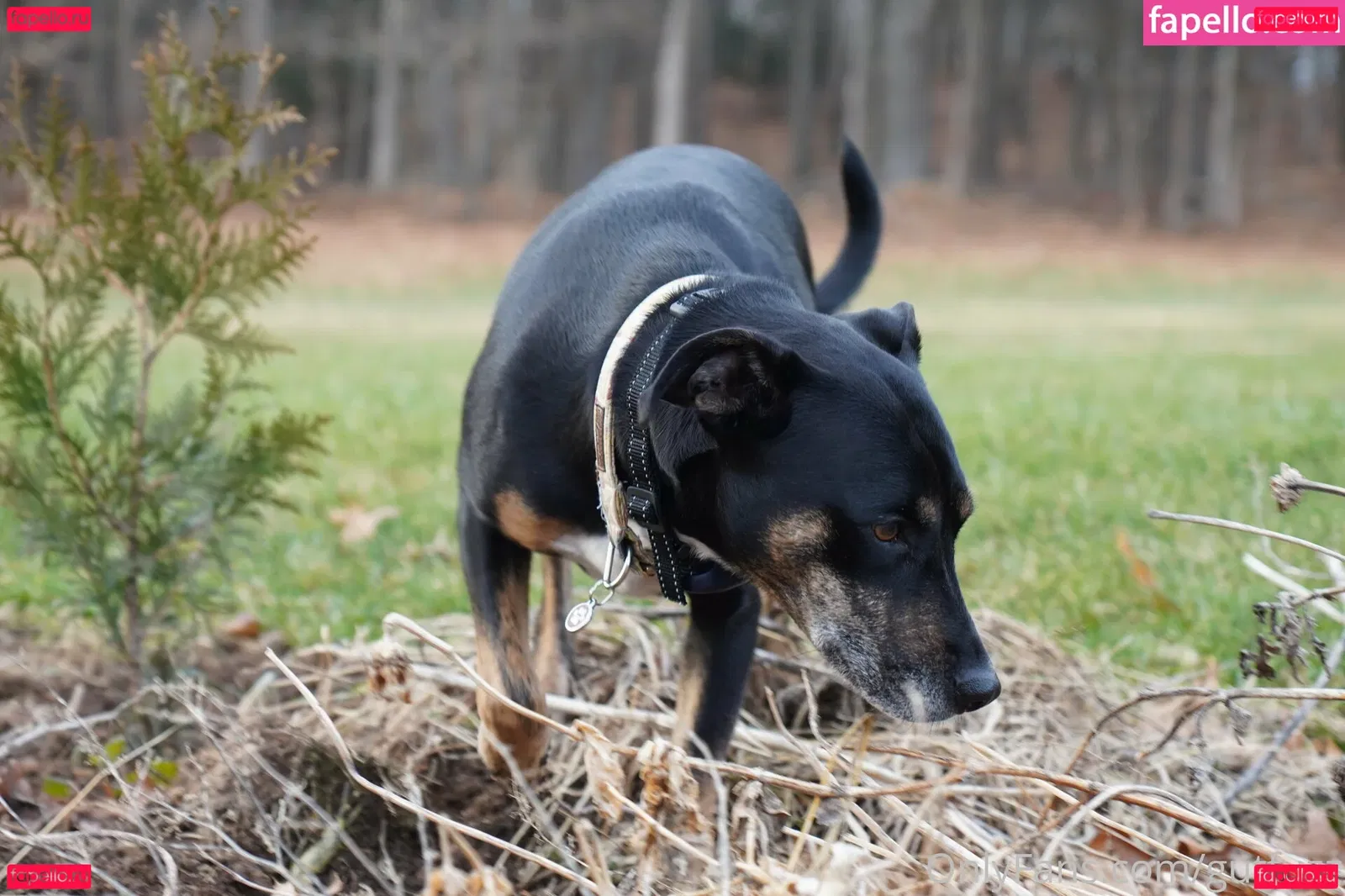 gutfuzz Onlyfans Photo Gallery 