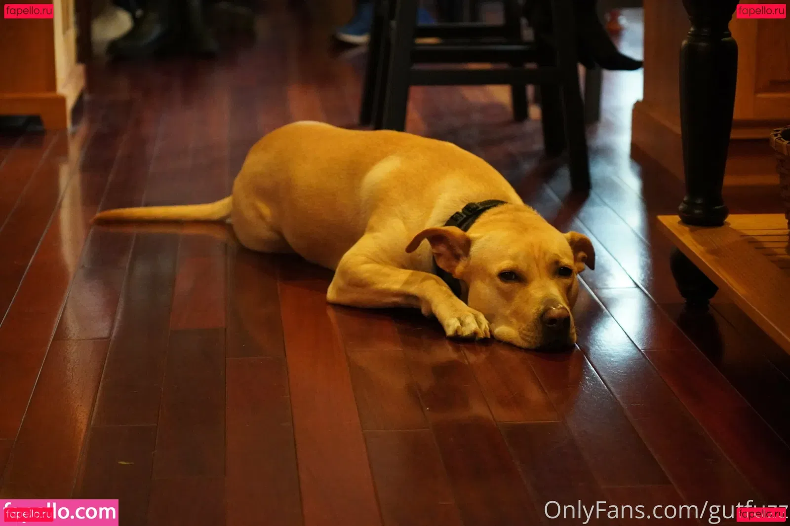 gutfuzz Onlyfans Photo Gallery 