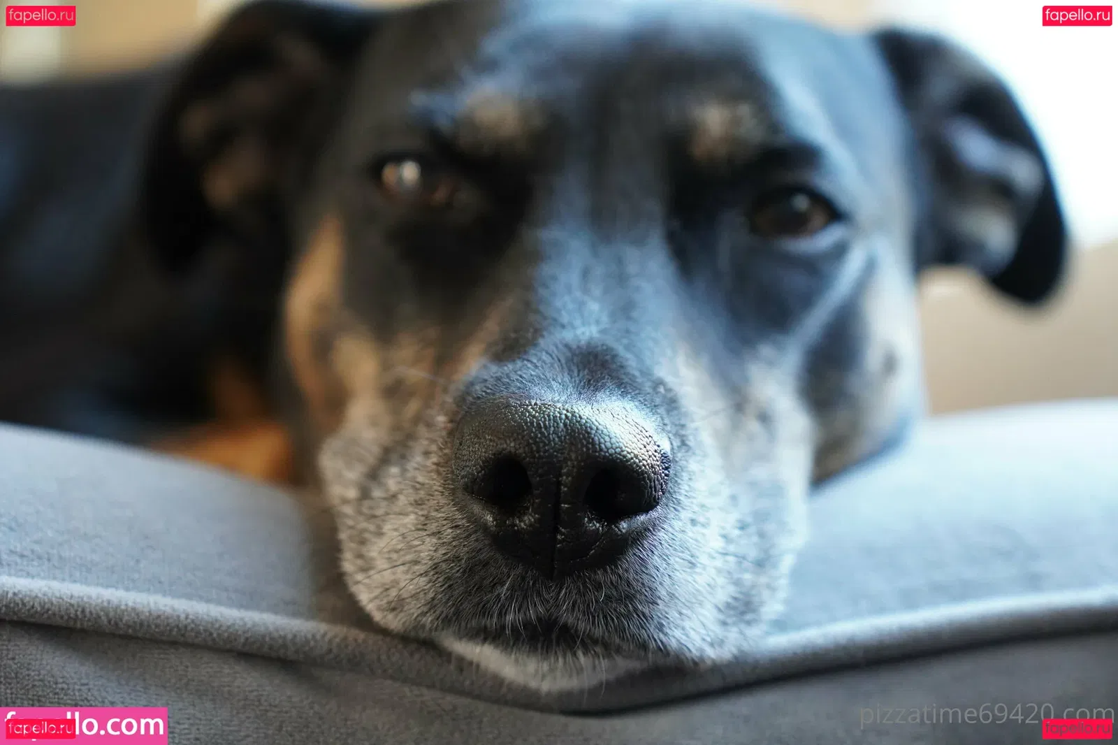 gutfuzz Onlyfans Photo Gallery 