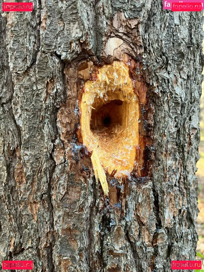 gutfuzz Onlyfans Photo Gallery 