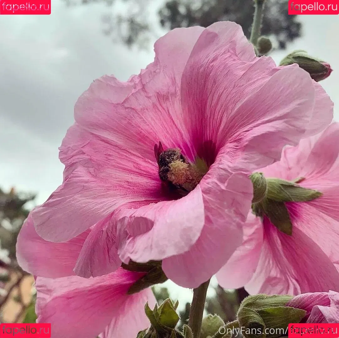 Azucarysal Onlyfans Photo Gallery 