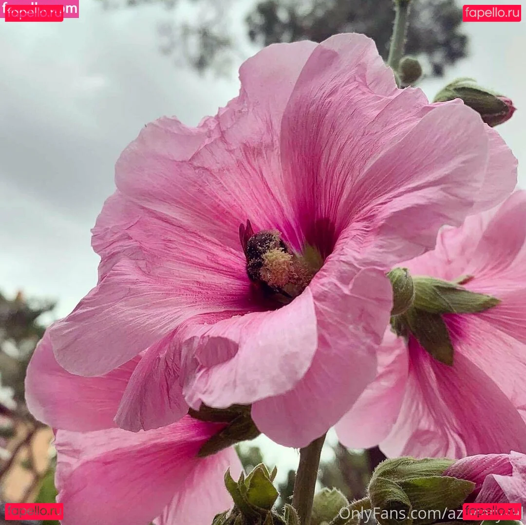 Azucarysal Onlyfans Photo Gallery 