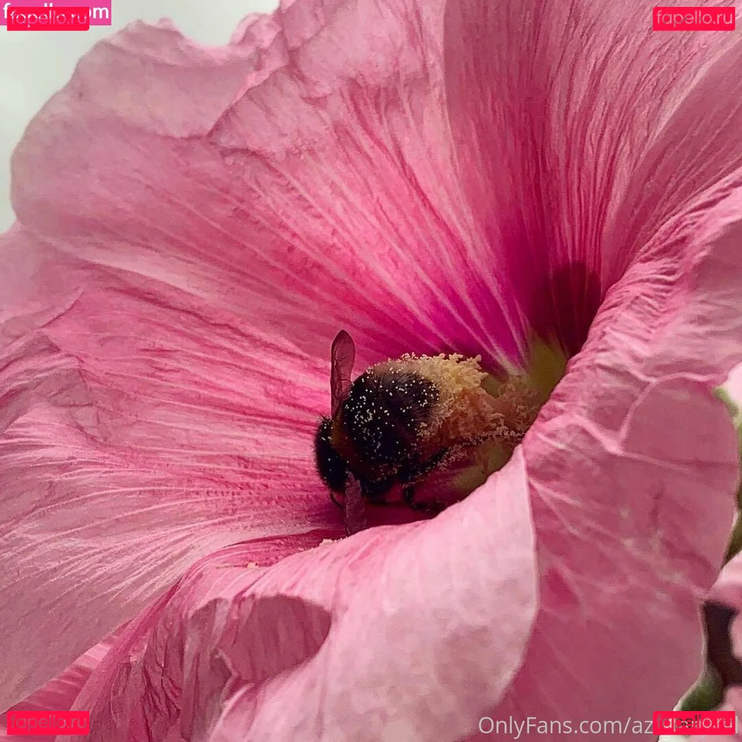 Azucarysal Onlyfans Photo Gallery 