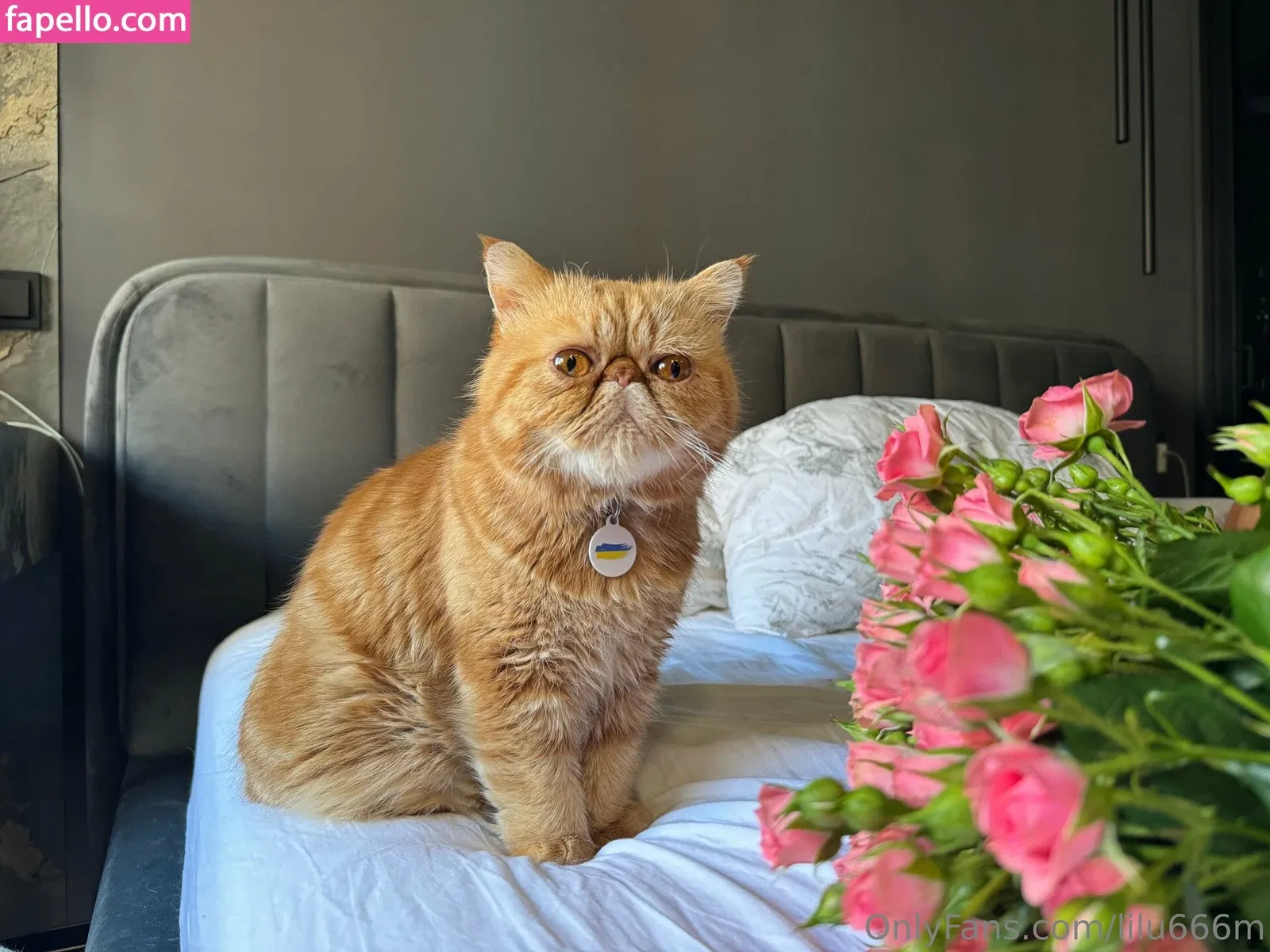 lilymae_01 Onlyfans Photo Gallery 