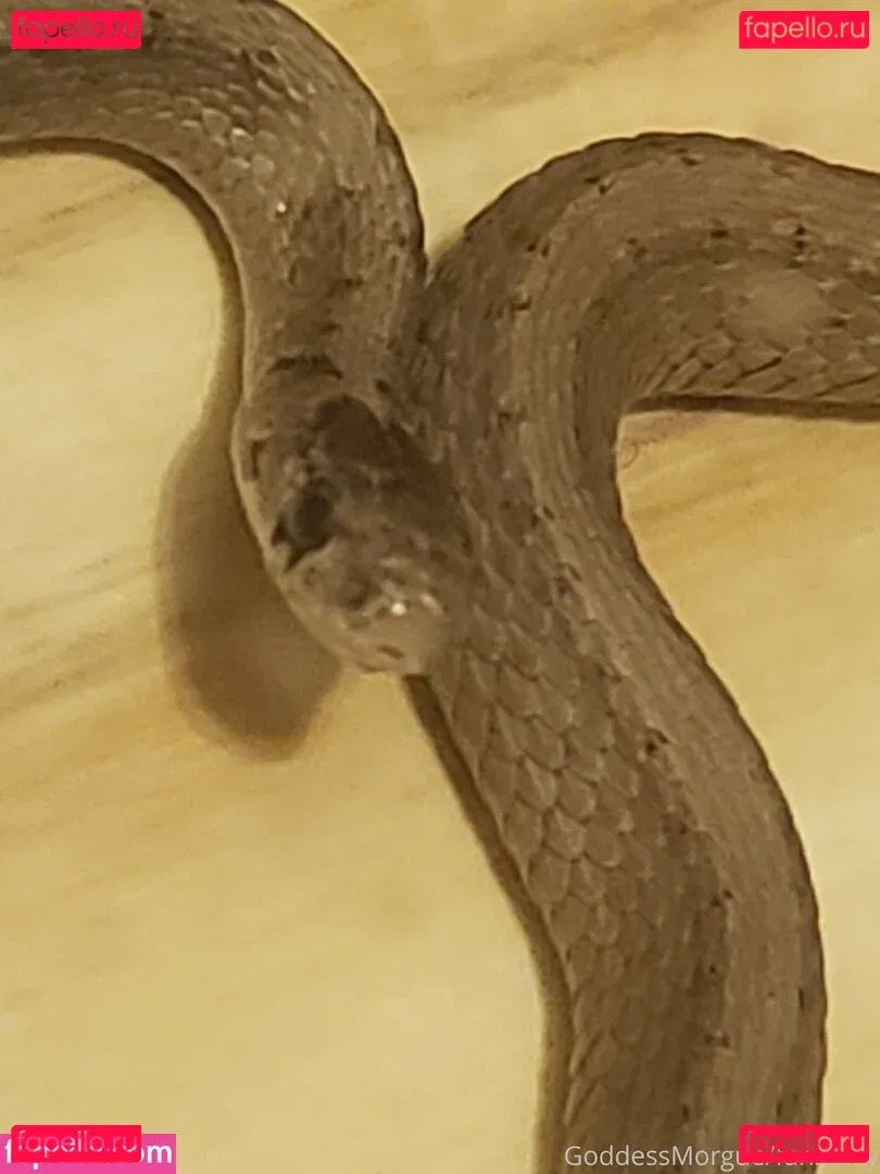 goddess_morgue Onlyfans Photo Gallery 