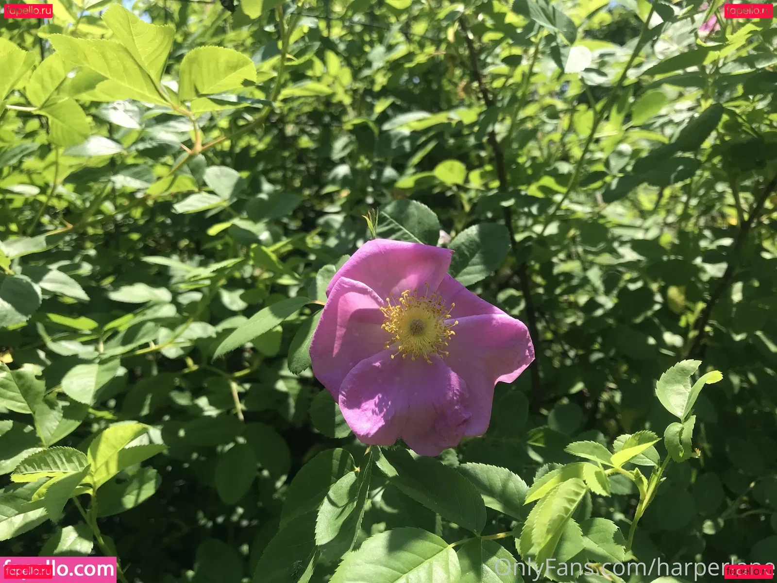 harperlane Onlyfans Photo Gallery 