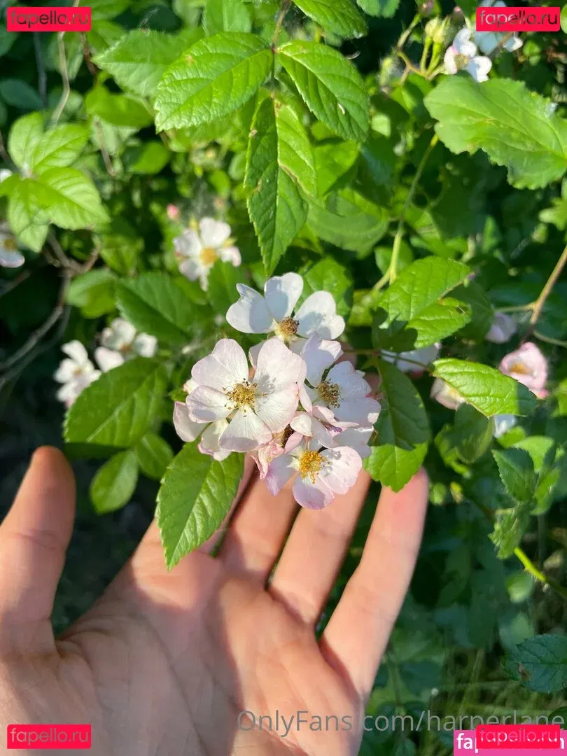 harperlane Onlyfans Photo Gallery 