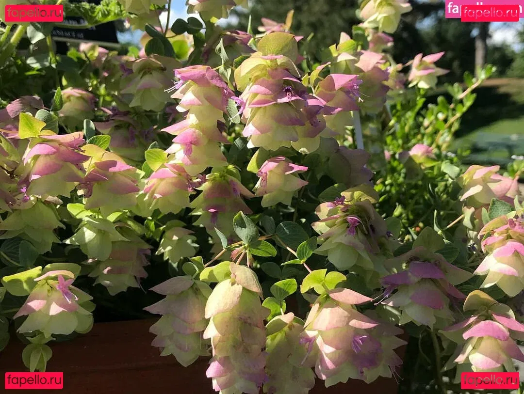 Tara Hansen Onlyfans Photo Gallery 