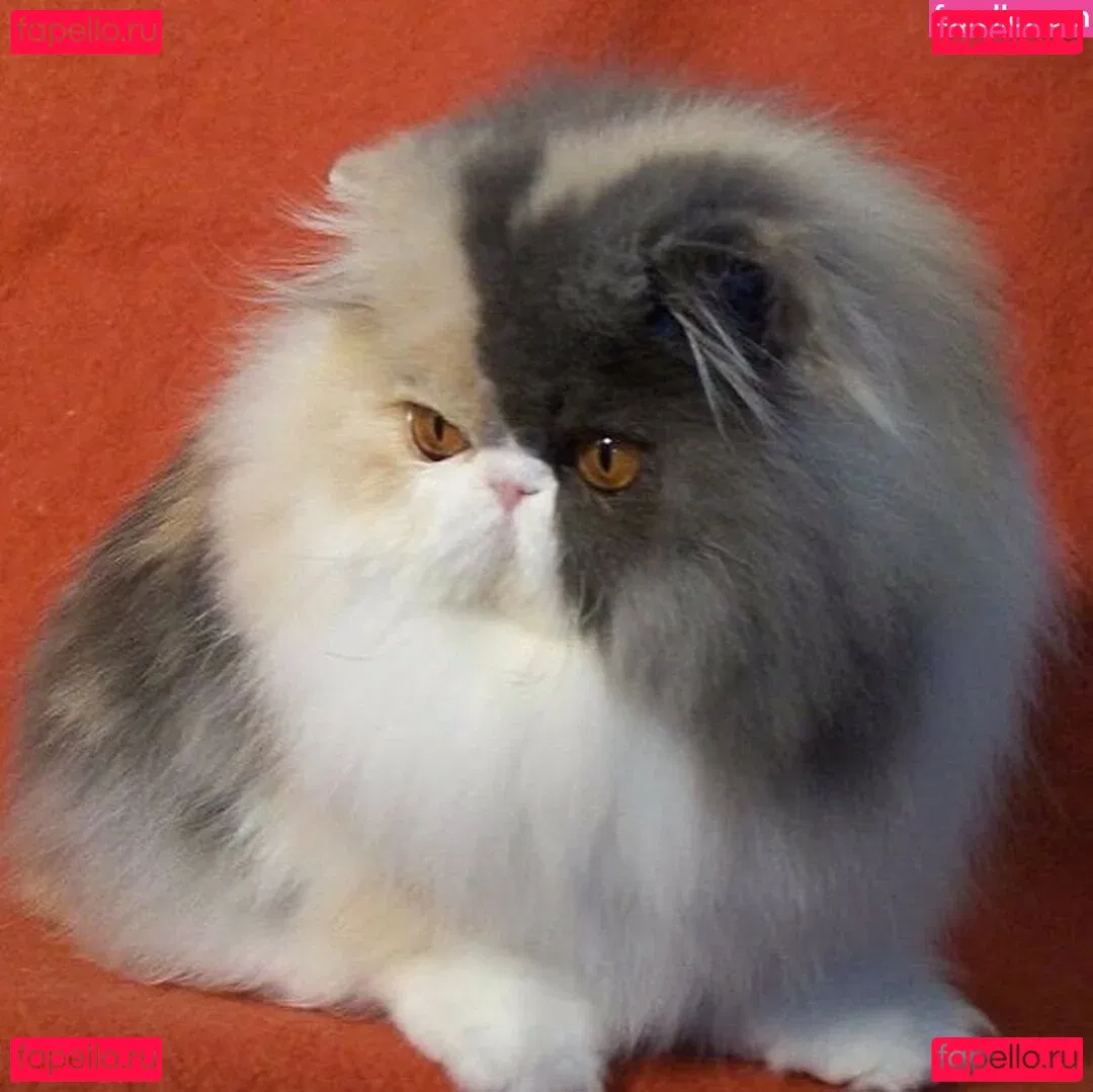 Gatina 22 Onlyfans Photo Gallery 