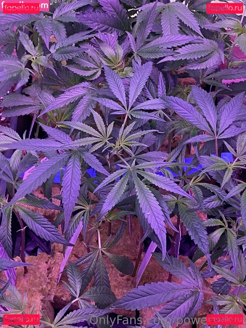 powerfulclit Onlyfans Photo Gallery 