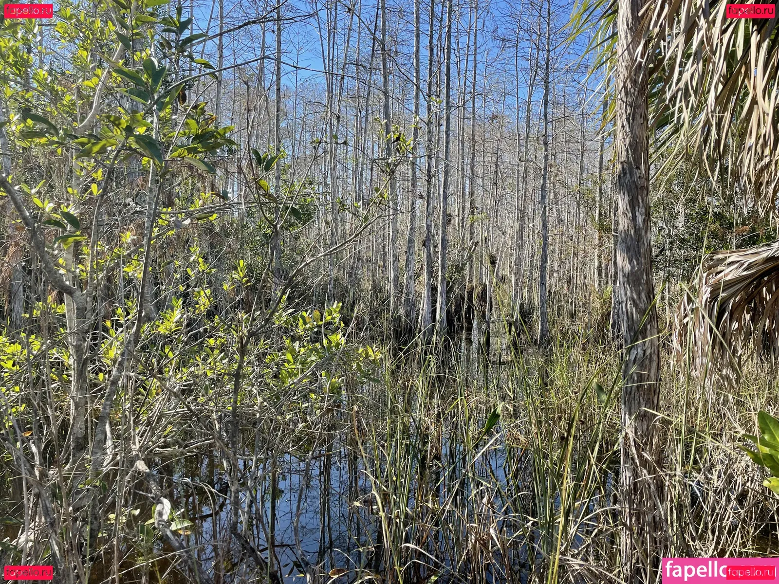 iambigduch Onlyfans Photo Gallery 