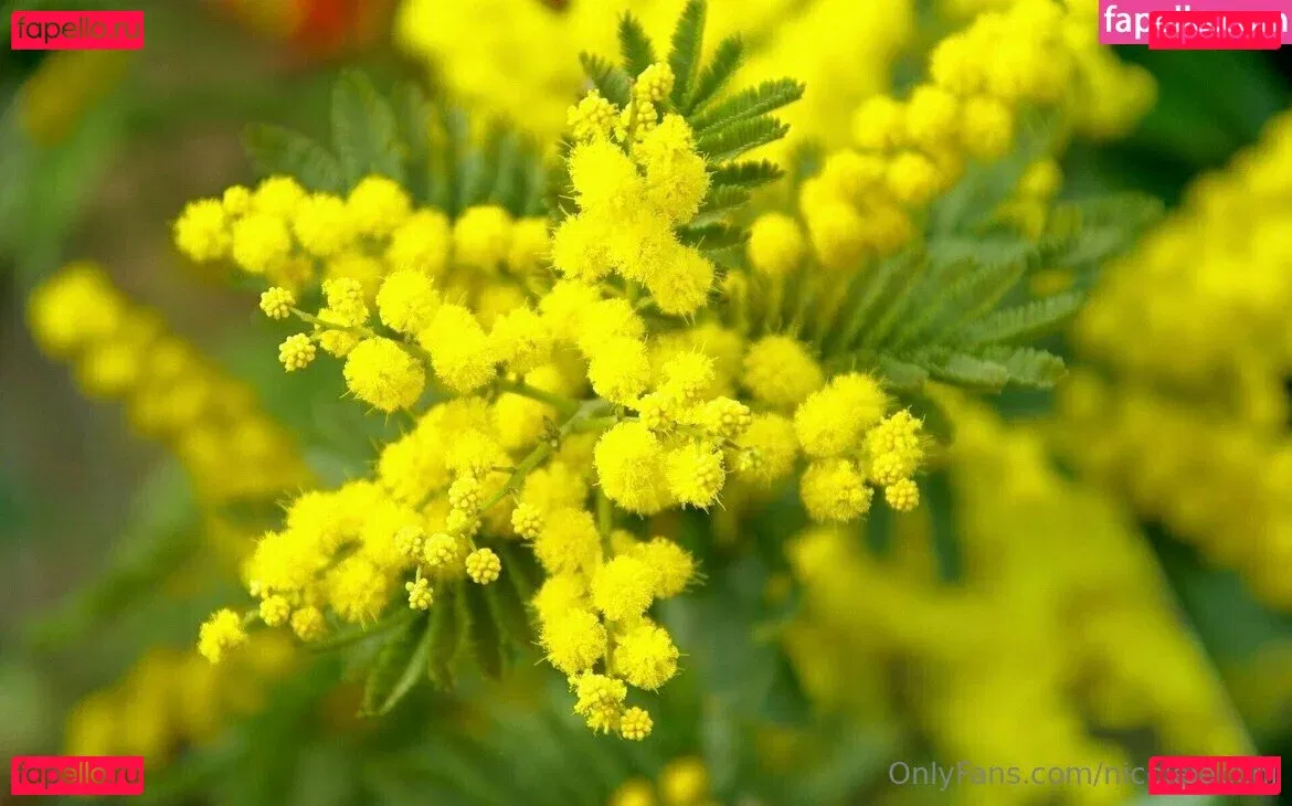 nicolerocchi Onlyfans Photo Gallery 