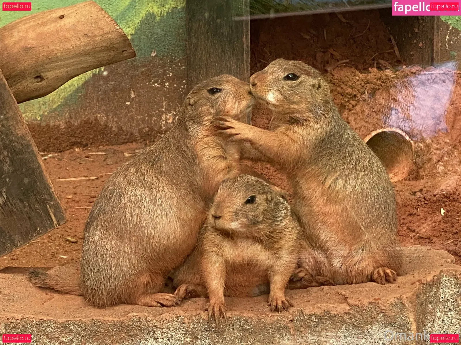 omankovivi Onlyfans Photo Gallery 