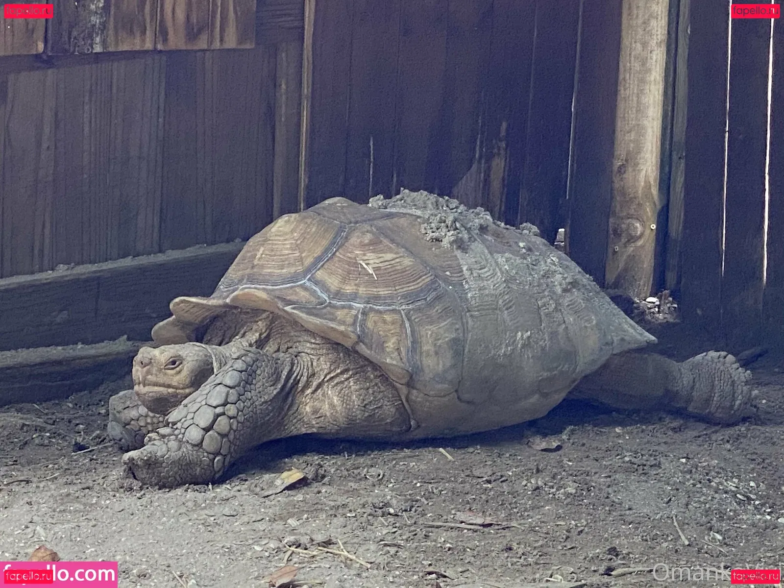 omankovivi Onlyfans Photo Gallery 