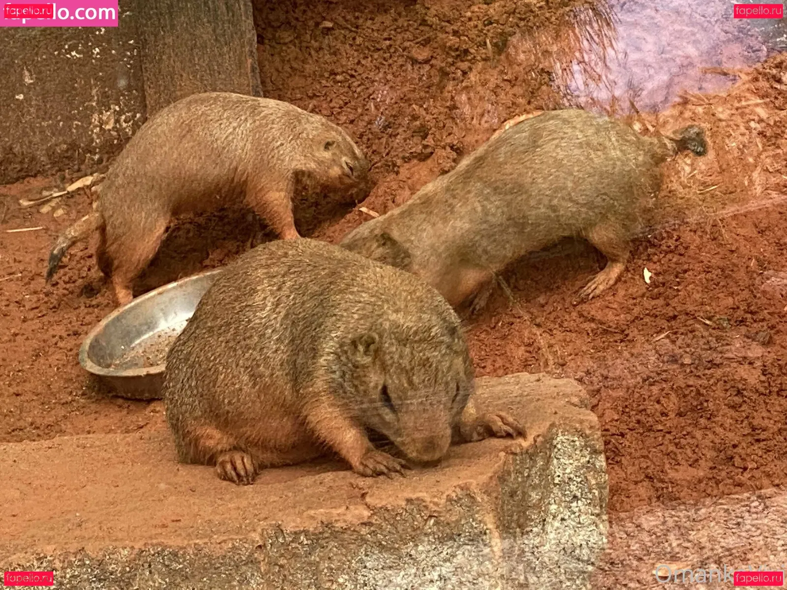 omankovivi Onlyfans Photo Gallery 