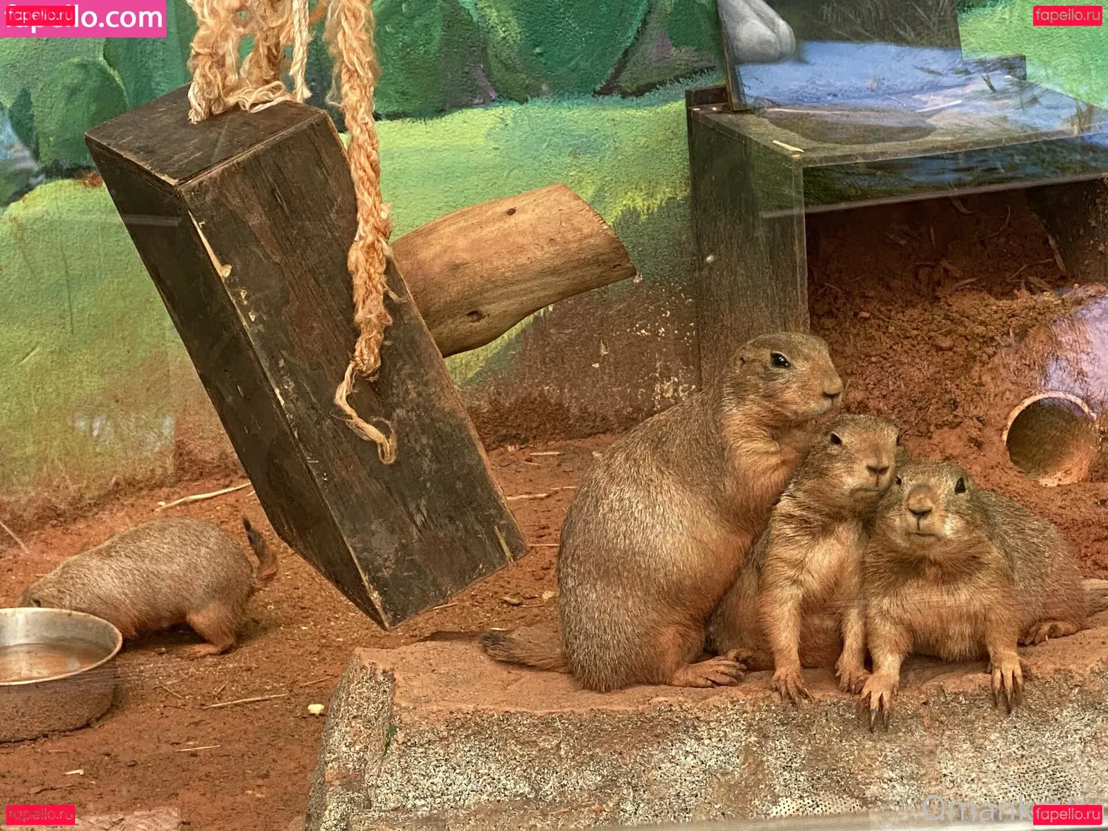 omankovivi Onlyfans Photo Gallery 