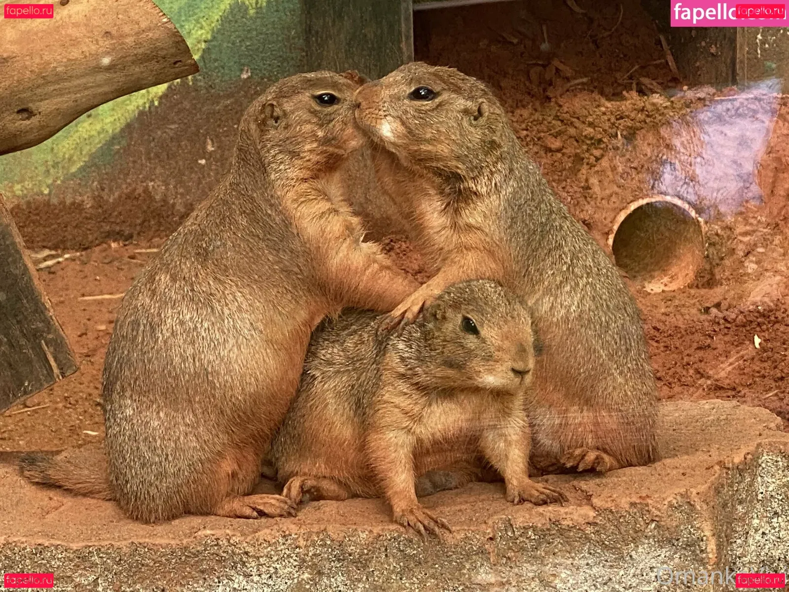 omankovivi Onlyfans Photo Gallery 