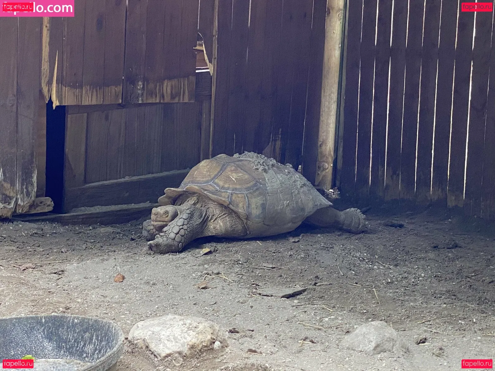 omankovivi Onlyfans Photo Gallery 