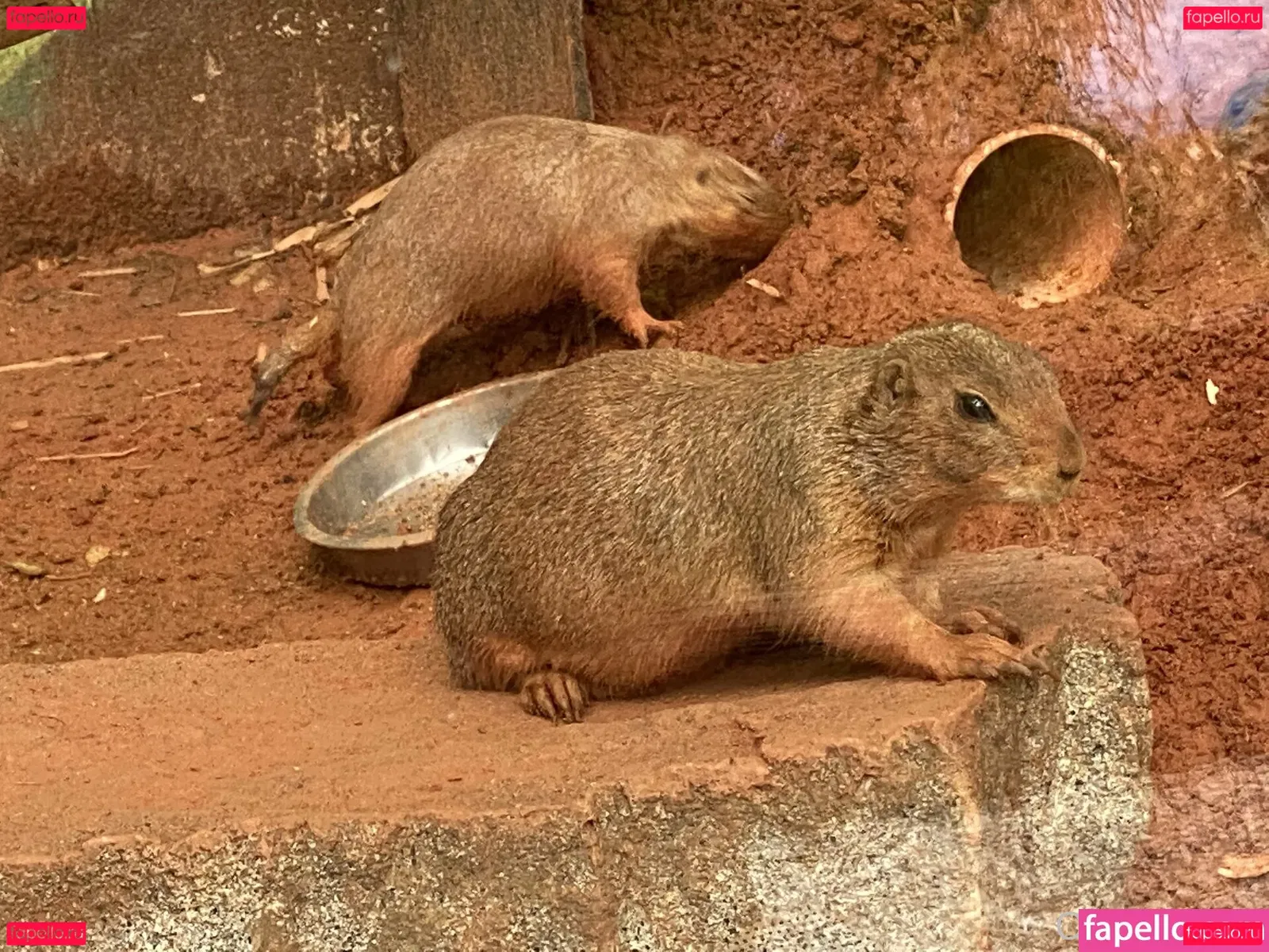 omankovivi Onlyfans Photo Gallery 