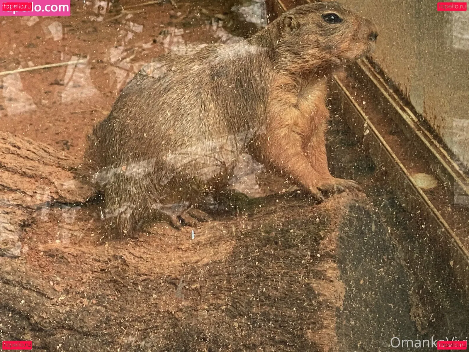 omankovivi Onlyfans Photo Gallery 