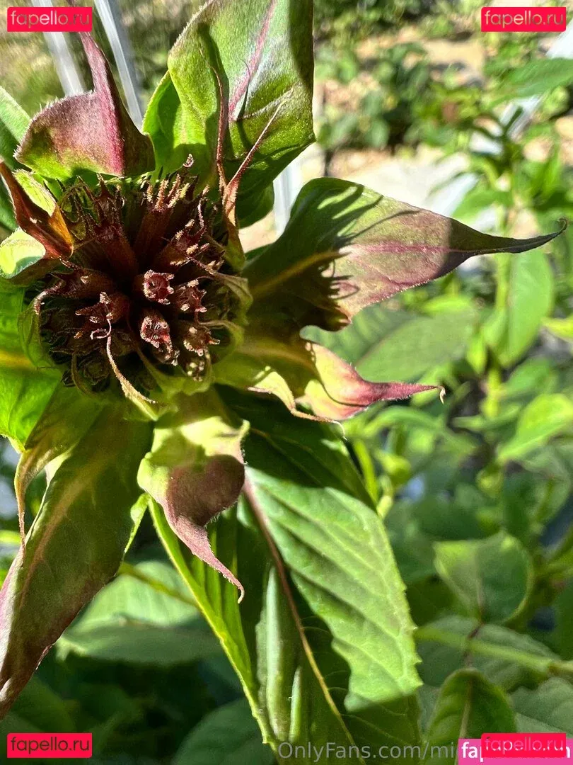 michelemarie Onlyfans Photo Gallery 