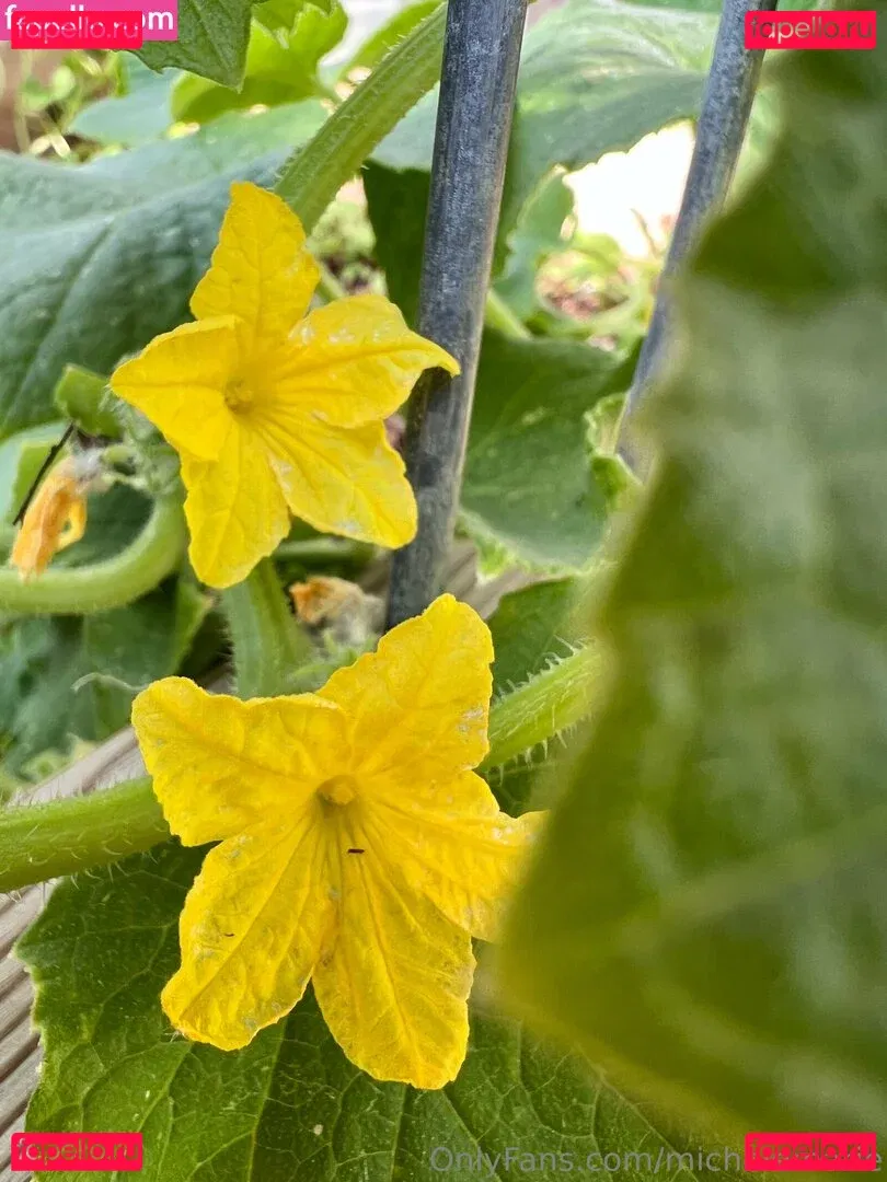 michelemarie Onlyfans Photo Gallery 