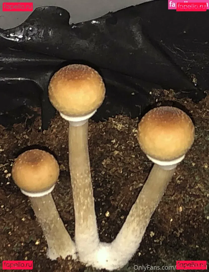 peacheyscreams Onlyfans Photo Gallery 