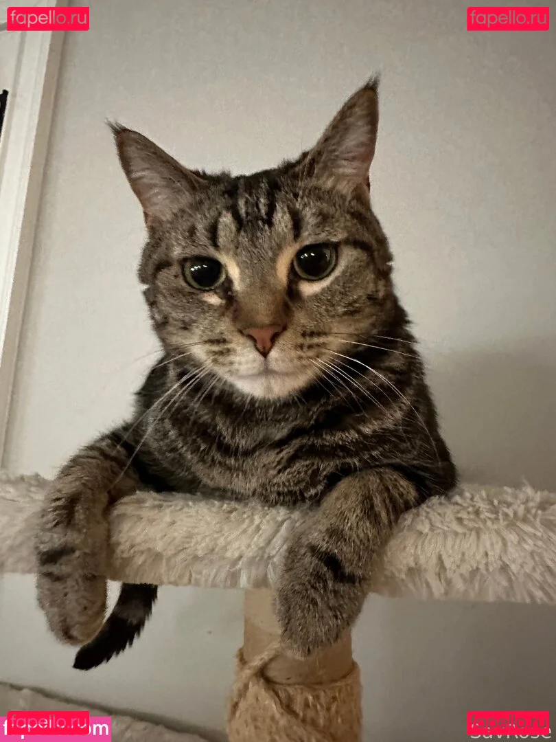 SavRose Onlyfans Photo Gallery 