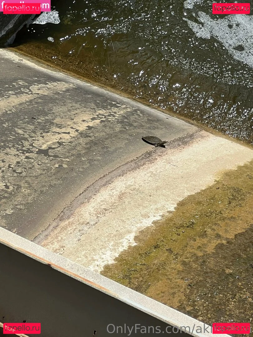 akiraalita Onlyfans Photo Gallery 