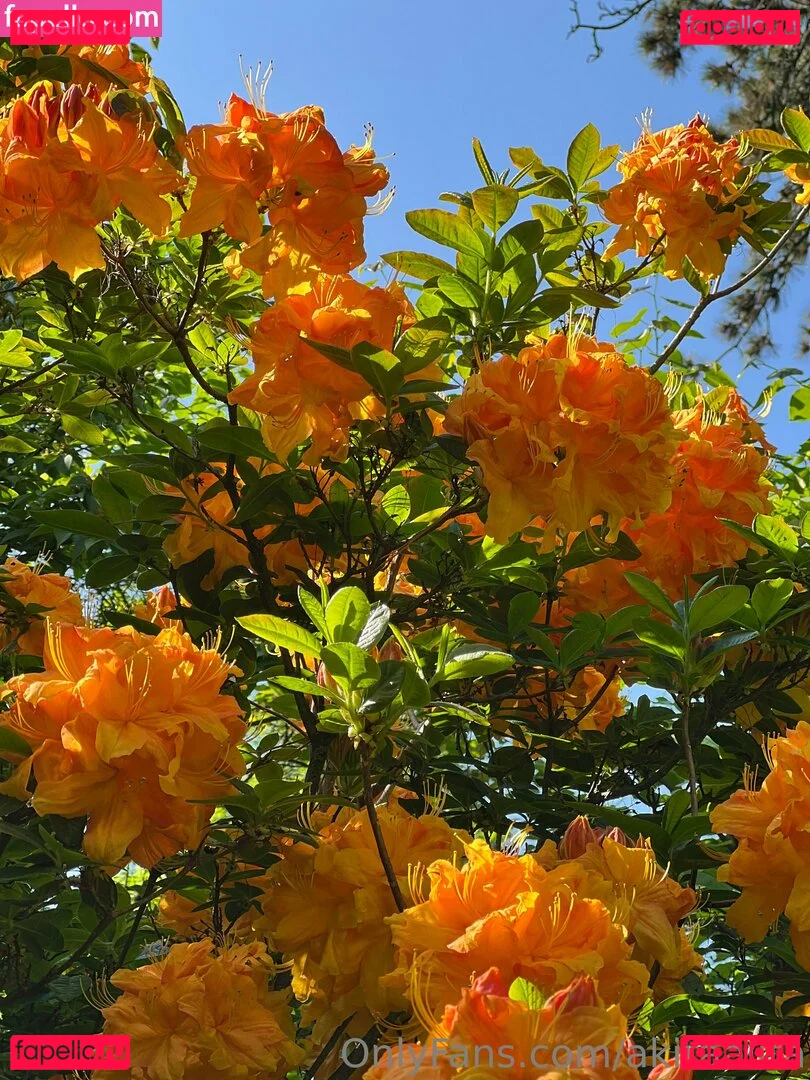 akiraalita Onlyfans Photo Gallery 