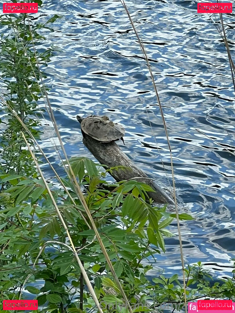 akiraalita Onlyfans Photo Gallery 