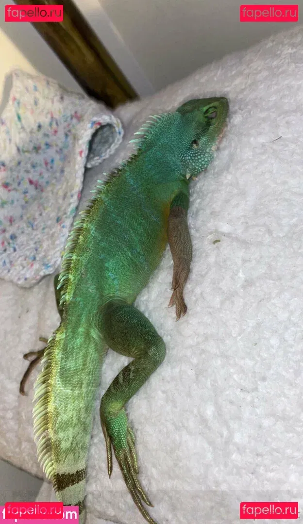 ExplicitKait Onlyfans Photo Gallery 