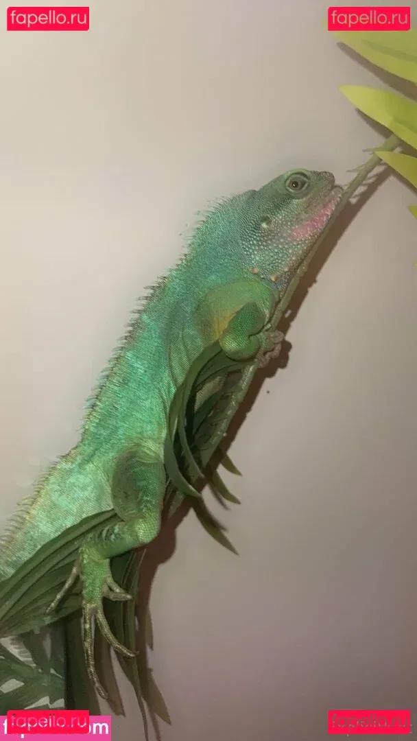 ExplicitKait Onlyfans Photo Gallery 