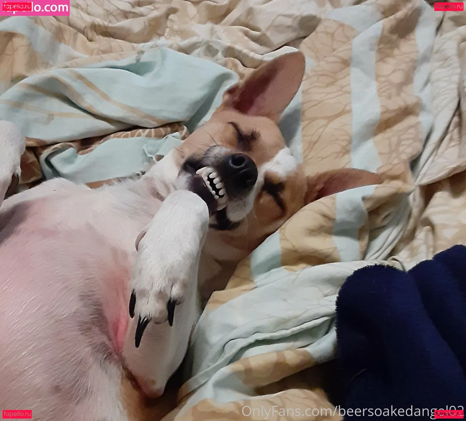 beersoakedangel02 Onlyfans Photo Gallery 