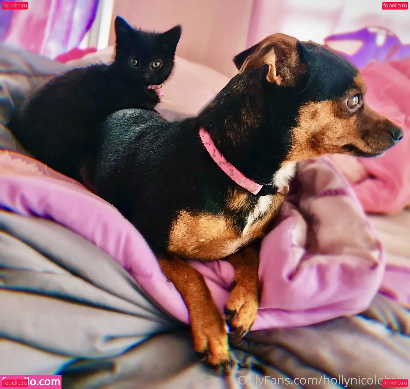 hollynicolebtch Onlyfans Photo Gallery 